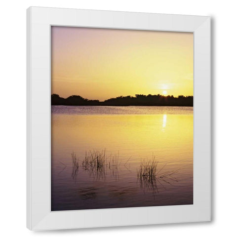 Florida, Everglades NP Sunset reflection on lake White Modern Wood Framed Art Print by Flaherty, Dennis