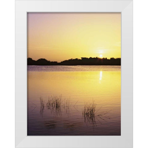 Florida, Everglades NP Sunset reflection on lake White Modern Wood Framed Art Print by Flaherty, Dennis