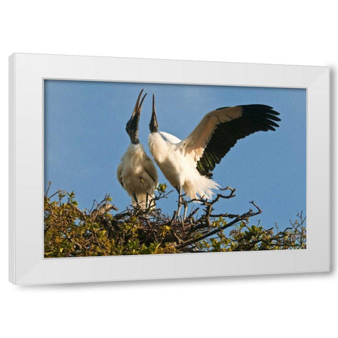 FL, Wood stork pair on nest in courtship display White Modern Wood Framed Art Print by Rotenberg, Nancy