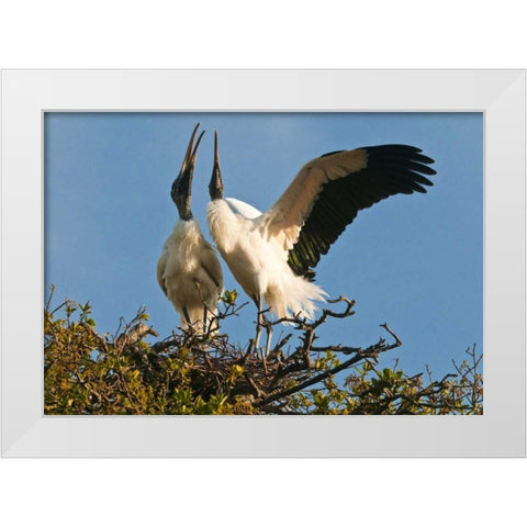 FL, Wood stork pair on nest in courtship display White Modern Wood Framed Art Print by Rotenberg, Nancy