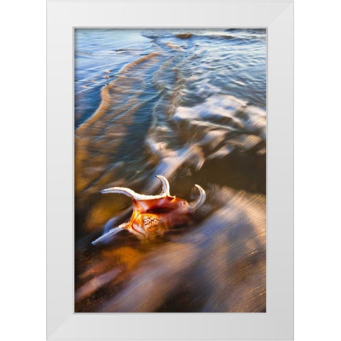 USA, Florida, St Augustine White Modern Wood Framed Art Print by Rotenberg, Nancy