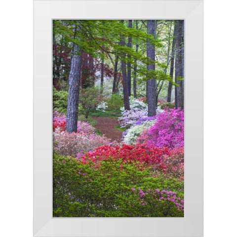 USA, Georgia Azalea in full bloom along a path White Modern Wood Framed Art Print by Rotenberg, Nancy