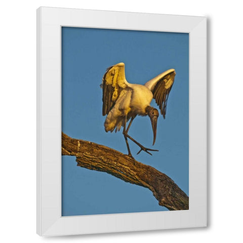 FL, St Augustine Wood stork dances on tree limb White Modern Wood Framed Art Print by Rotenberg, Nancy