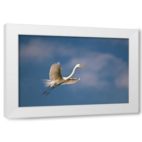 FL, St Augustine Great egret in flight White Modern Wood Framed Art Print by Rotenberg, Nancy