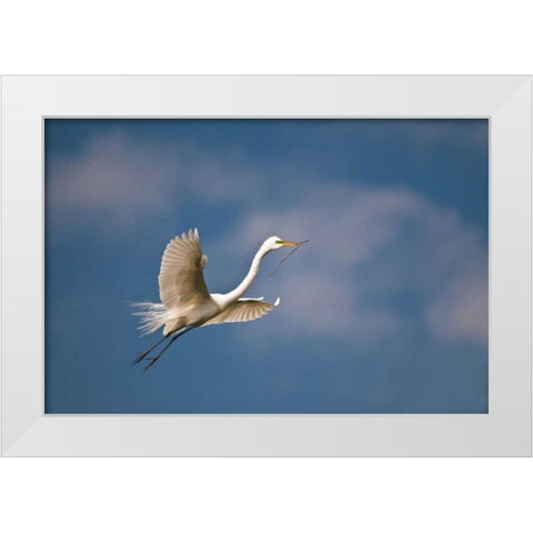 FL, St Augustine Great egret in flight White Modern Wood Framed Art Print by Rotenberg, Nancy