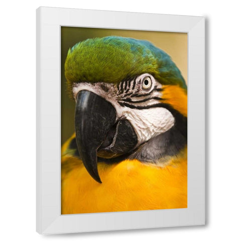 USA, Florida, St Augustine Portrait of parrot White Modern Wood Framed Art Print by Rotenberg, Nancy