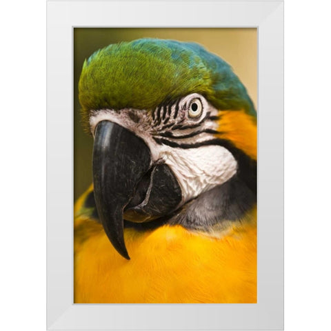 USA, Florida, St Augustine Portrait of parrot White Modern Wood Framed Art Print by Rotenberg, Nancy