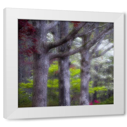 GA, Impressionistic trees and flowering bushes White Modern Wood Framed Art Print by Rotenberg, Nancy