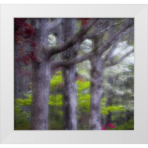 GA, Impressionistic trees and flowering bushes White Modern Wood Framed Art Print by Rotenberg, Nancy