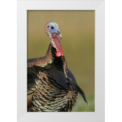 FL, Indian Lake Estates Wild male turkey White Modern Wood Framed Art Print by Morris, Arthur