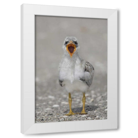 Florida, Tampa Bay Caspian tern chick yawning White Modern Wood Framed Art Print by Morris, Arthur