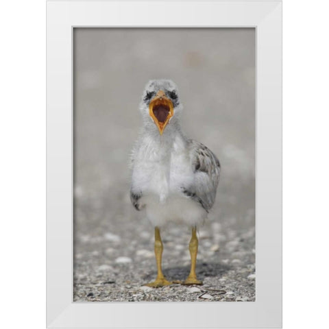 Florida, Tampa Bay Caspian tern chick yawning White Modern Wood Framed Art Print by Morris, Arthur