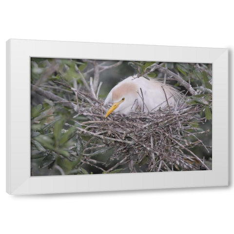FL Cattle egret on nest White Modern Wood Framed Art Print by Morris, Arthur