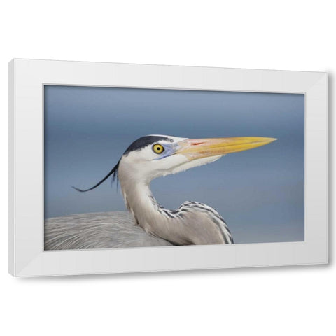 FL, Sanibel Great blue heron in breeding plumage White Modern Wood Framed Art Print by Morris, Arthur