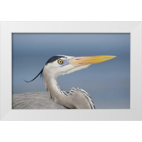 FL, Sanibel Great blue heron in breeding plumage White Modern Wood Framed Art Print by Morris, Arthur