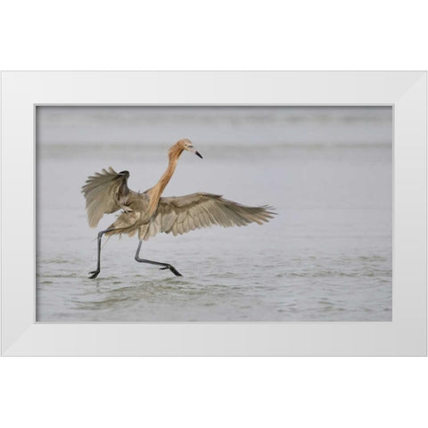 FL, Ft DeSoto Park Reddish egret dancing White Modern Wood Framed Art Print by Morris, Arthur