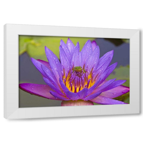FL Green leaf frog inside purple water lily White Modern Wood Framed Art Print by Williams, Joanne