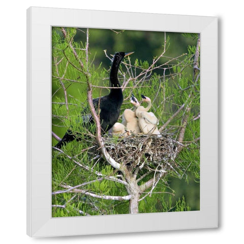 USA, Florida Anhinga parent and chicks in nest White Modern Wood Framed Art Print by Williams, Joanne