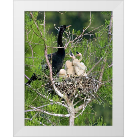 USA, Florida Anhinga parent and chicks in nest White Modern Wood Framed Art Print by Williams, Joanne