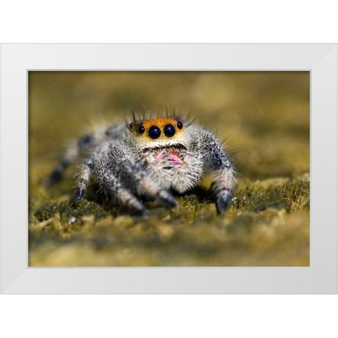 USA, Florida Close-up of jumping spider White Modern Wood Framed Art Print by Williams, Joanne