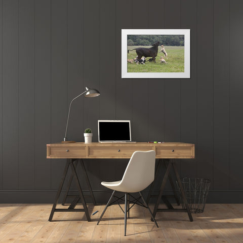 FL, Herding Dogs confronts a stray cow White Modern Wood Framed Art Print by Williams, Joanne