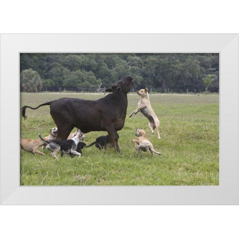 FL, Herding Dogs confronts a stray cow White Modern Wood Framed Art Print by Williams, Joanne