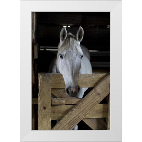 USA, Florida Close-up of horse peering over gate White Modern Wood Framed Art Print by Williams, Joanne