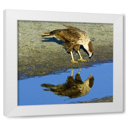 Florida Immature crested caracara looks in water White Modern Wood Framed Art Print by Williams, Joanne