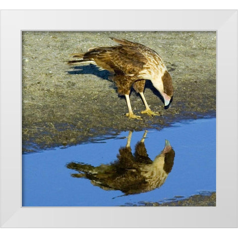 Florida Immature crested caracara looks in water White Modern Wood Framed Art Print by Williams, Joanne