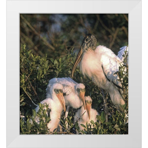 FL, Everglades NP Wood stork and chicks on nest White Modern Wood Framed Art Print by Williams, Joanne