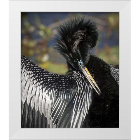 FL, Everglades NP Anhinga preens wing feathers White Modern Wood Framed Art Print by Kaveney, Wendy