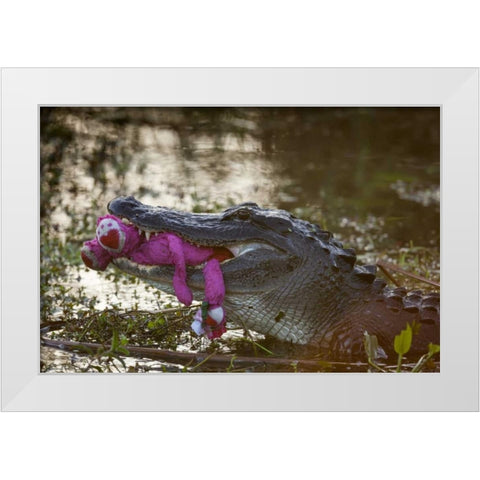 FL, Everglades NP American alligator with a toy White Modern Wood Framed Art Print by Kaveney, Wendy