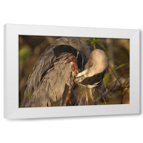 FL, Everglades NP Great blue heron preening White Modern Wood Framed Art Print by Kaveney, Wendy