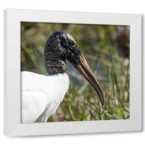 Florida, Everglades NP Endangered wood stork White Modern Wood Framed Art Print by Kaveney, Wendy