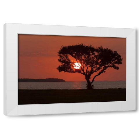 FL, Everglades NP, Tree silhouetted at sunrise White Modern Wood Framed Art Print by Kaveney, Wendy