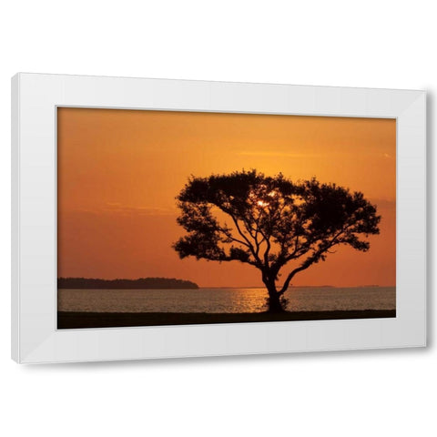 FL, Everglades NP, Tree silhouetted at sunrise White Modern Wood Framed Art Print by Kaveney, Wendy