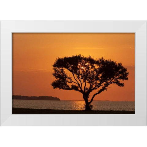 FL, Everglades NP, Tree silhouetted at sunrise White Modern Wood Framed Art Print by Kaveney, Wendy