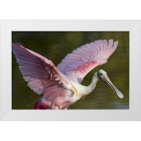FL, Everglades NP Roseate spoonbill with wings White Modern Wood Framed Art Print by Kaveney, Wendy