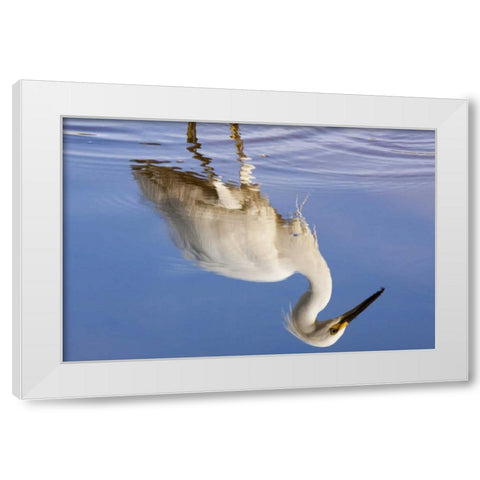 FL, Everglades NP Reflection of snowy egret White Modern Wood Framed Art Print by Kaveney, Wendy