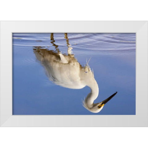 FL, Everglades NP Reflection of snowy egret White Modern Wood Framed Art Print by Kaveney, Wendy