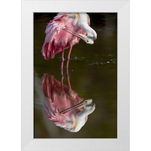 FL, Everglades NP Roseate spoonbill preening White Modern Wood Framed Art Print by Kaveney, Wendy
