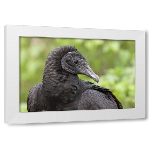 Florida, Everglades NP Black vulture in profile White Modern Wood Framed Art Print by Kaveney, Wendy
