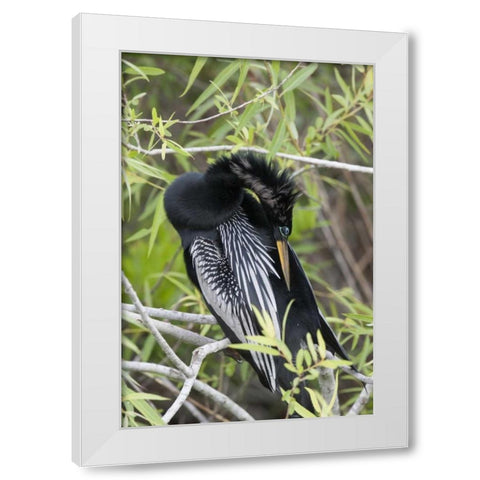 USA, Florida, Everglades NP A preening anhinga White Modern Wood Framed Art Print by Kaveney, Wendy