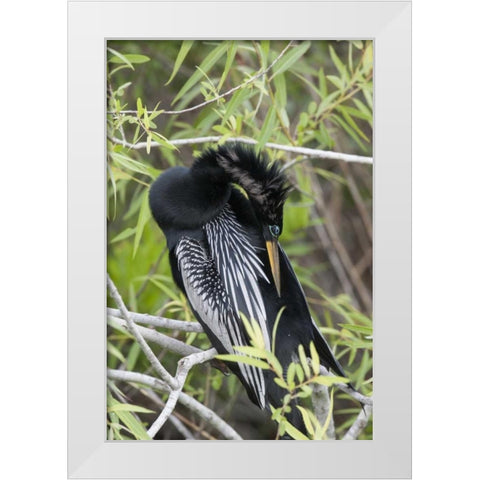 USA, Florida, Everglades NP A preening anhinga White Modern Wood Framed Art Print by Kaveney, Wendy