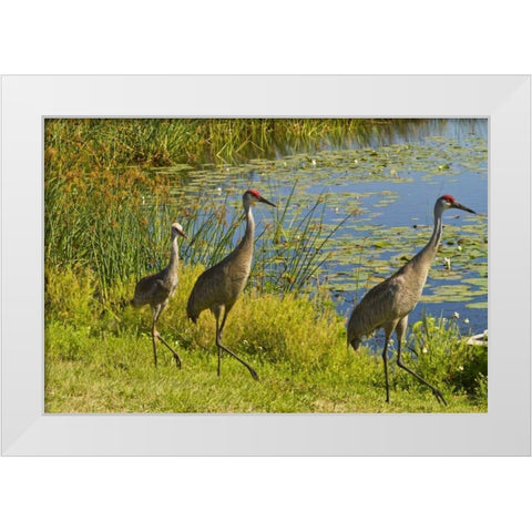 USA, Florida Sandhill crane parents and young White Modern Wood Framed Art Print by Illg, Cathy and Gordon