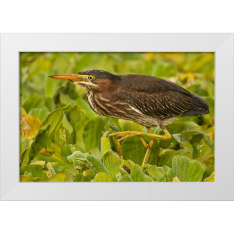 Florida, Palm Beach County Juvenile green heron White Modern Wood Framed Art Print by Illg, Cathy and Gordon
