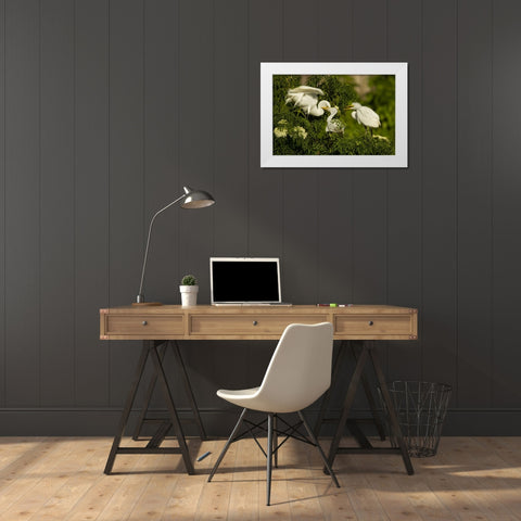 Florida Great egret chicks being fed by parent White Modern Wood Framed Art Print by Illg, Cathy and Gordon