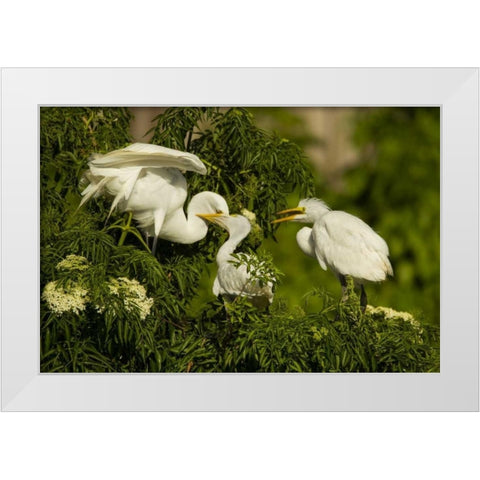 Florida Great egret chicks being fed by parent White Modern Wood Framed Art Print by Illg, Cathy and Gordon