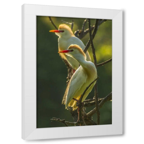 Florida Two cattle egrets in breeding plumage White Modern Wood Framed Art Print by Illg, Cathy and Gordon