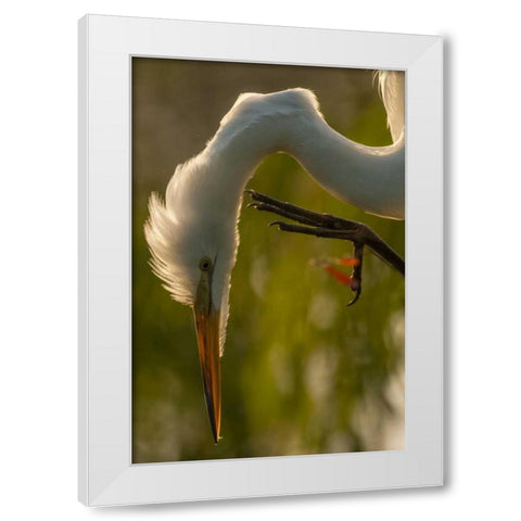 Florida Profile of great egret White Modern Wood Framed Art Print by Illg, Cathy and Gordon